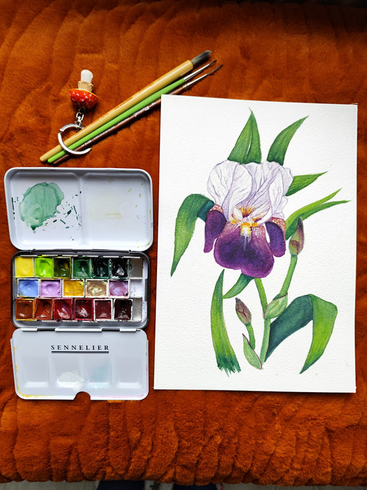 Iris violet