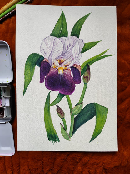 Iris violet