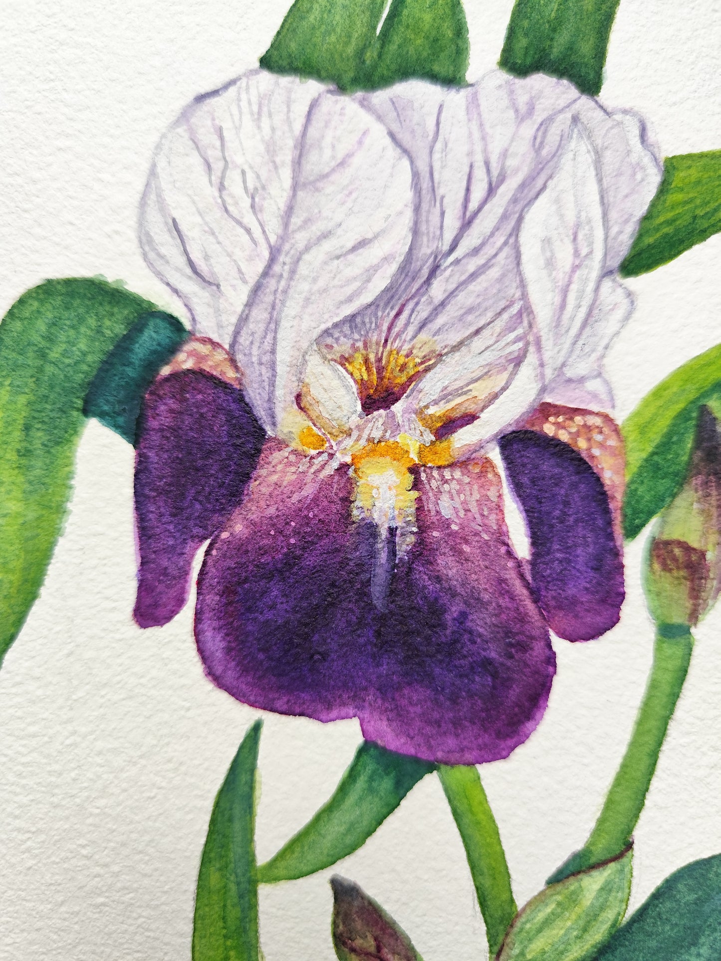 Iris violet