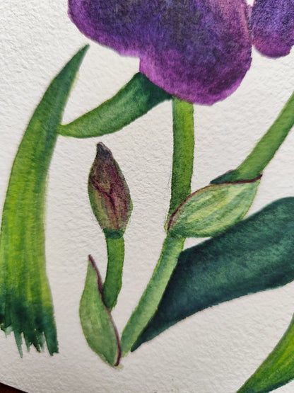 Iris violet