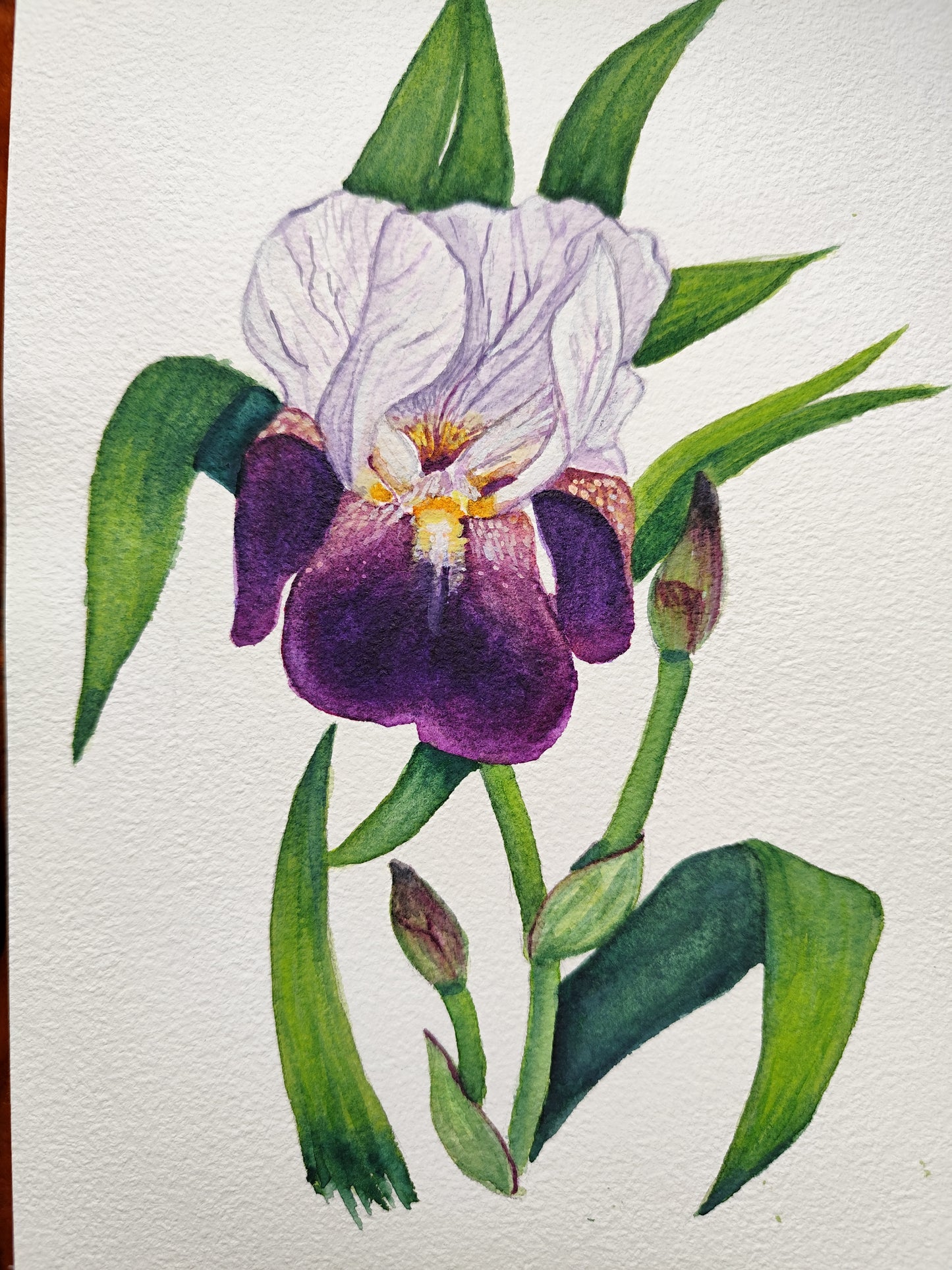 Iris violet