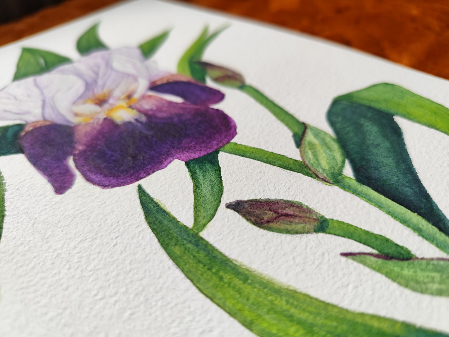Iris violet