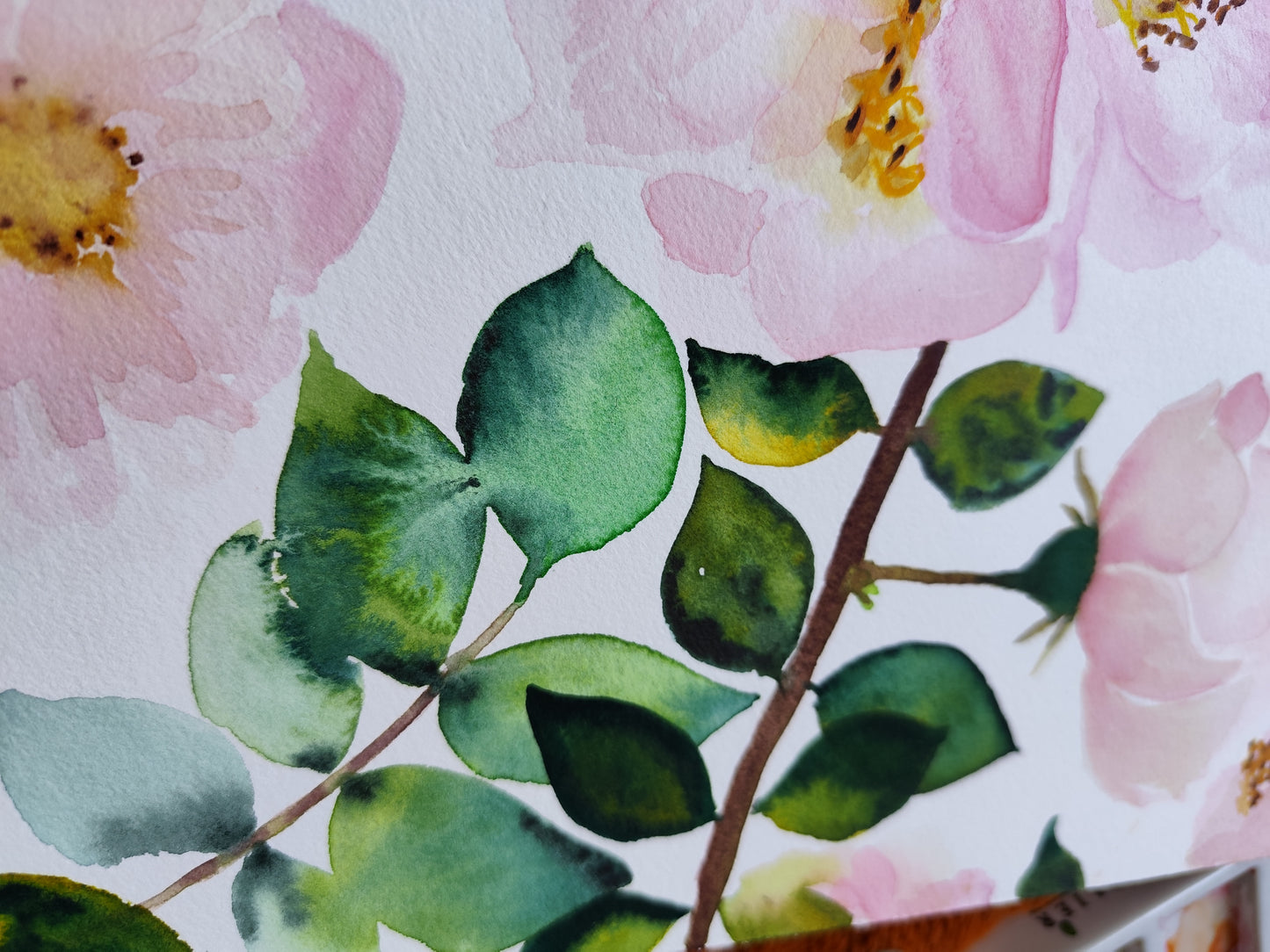 Rosier grimpant