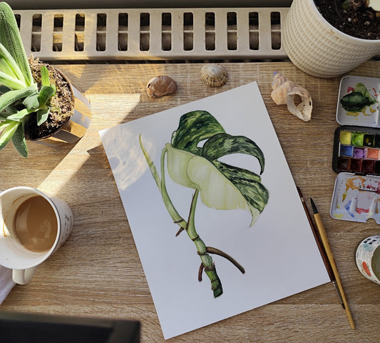 Monstera variegata