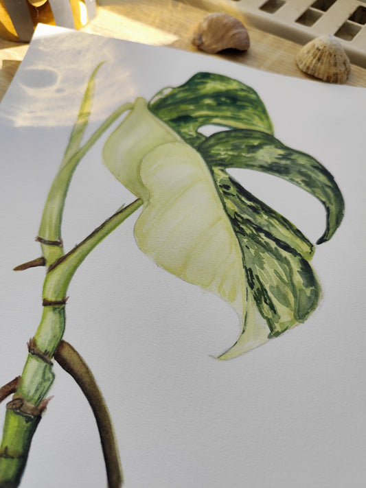 Monstera variegata