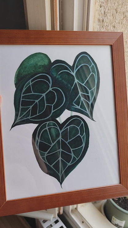 Anthurium Clarinervium