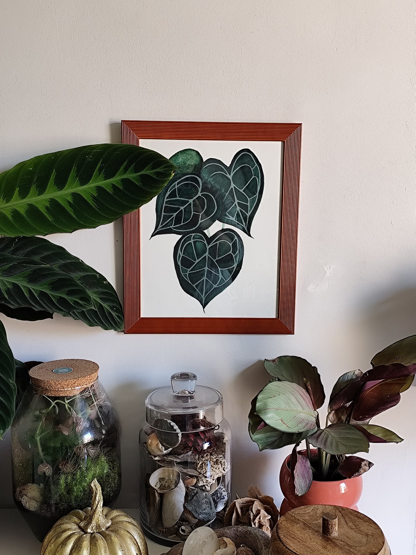 Anthurium Clarinervium