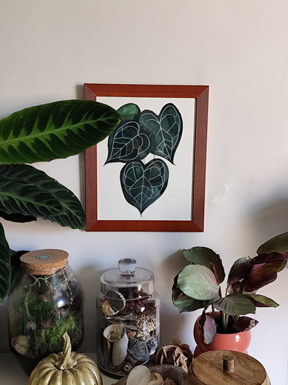 Anthurium Clarinervium