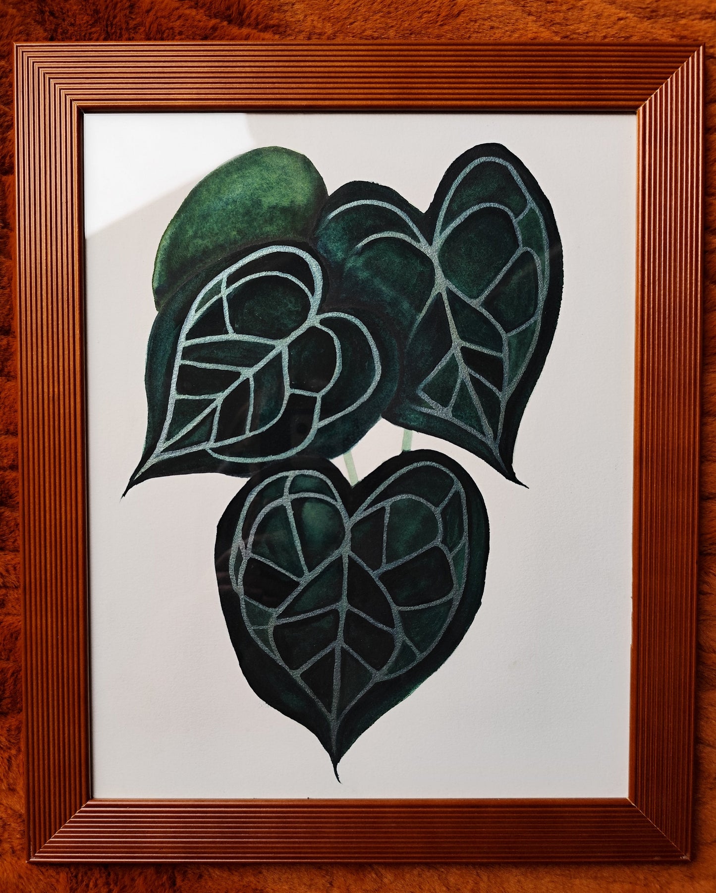 Anthurium Clarinervium