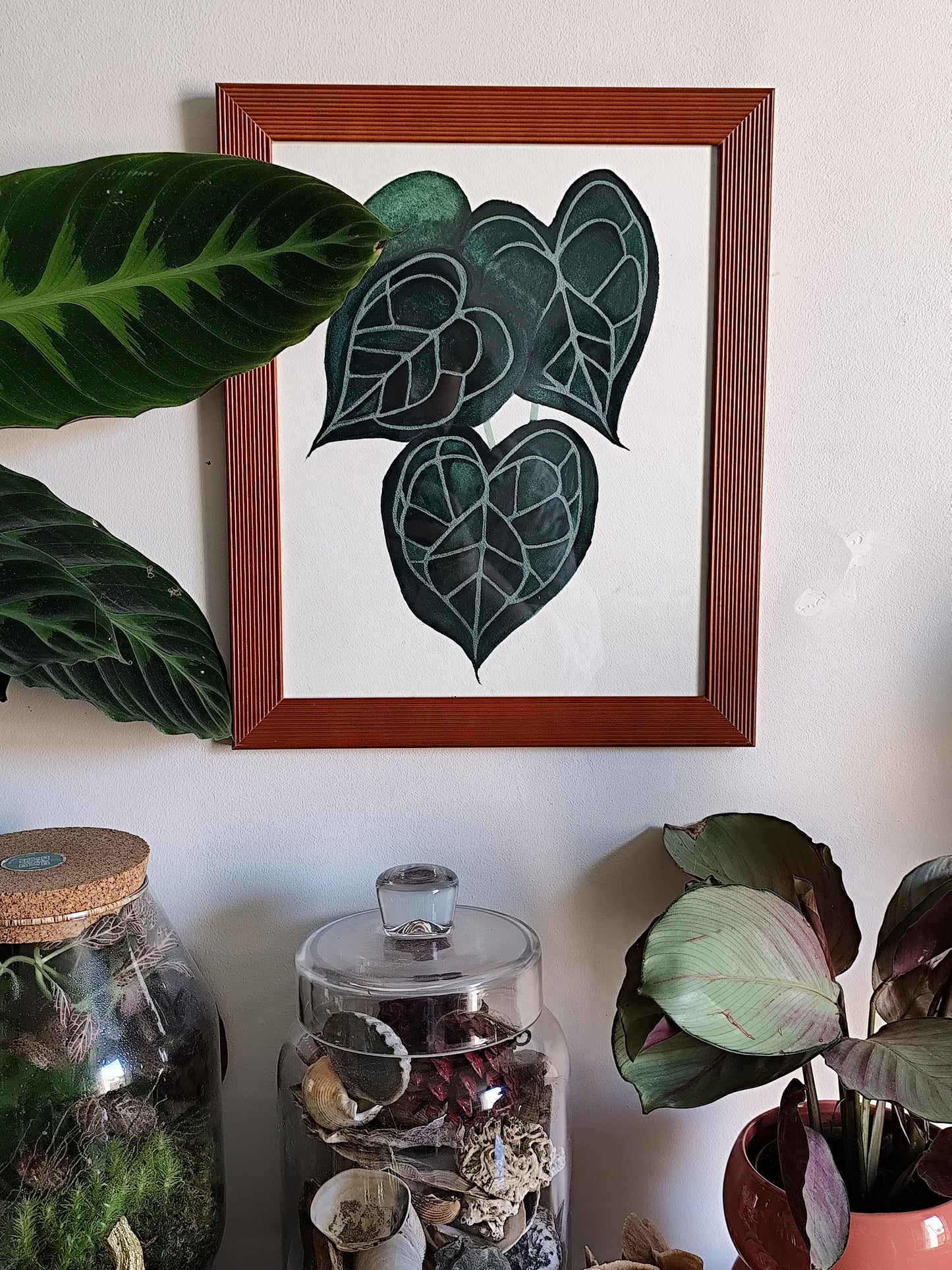Anthurium Clarinervium