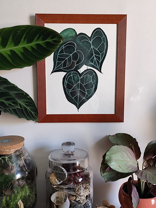 Anthurium Clarinervium